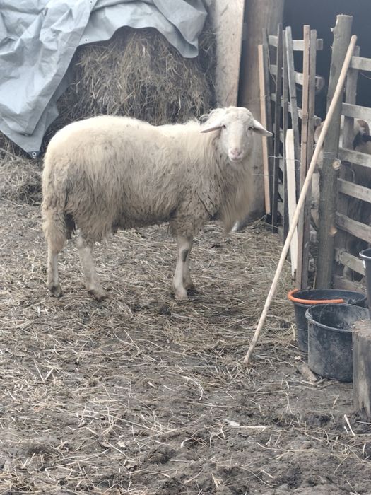 Berbec Assaf mior de vânzare