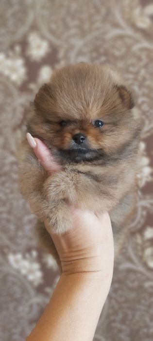 Шпицы  готовы к переезду