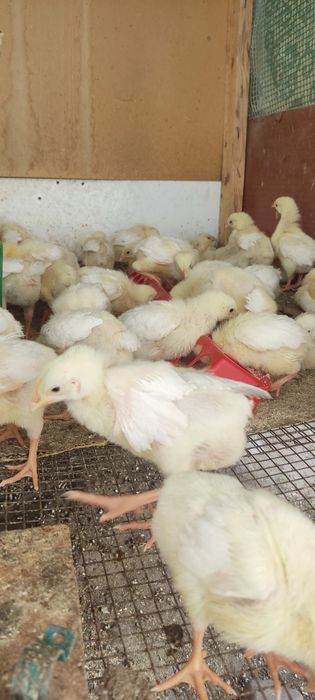 Продам бройлеров цыплят