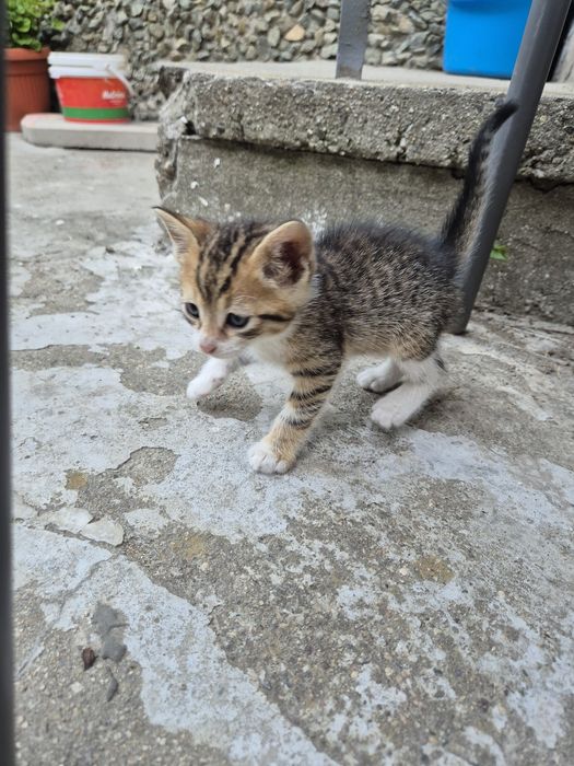 Подарявам малки котета