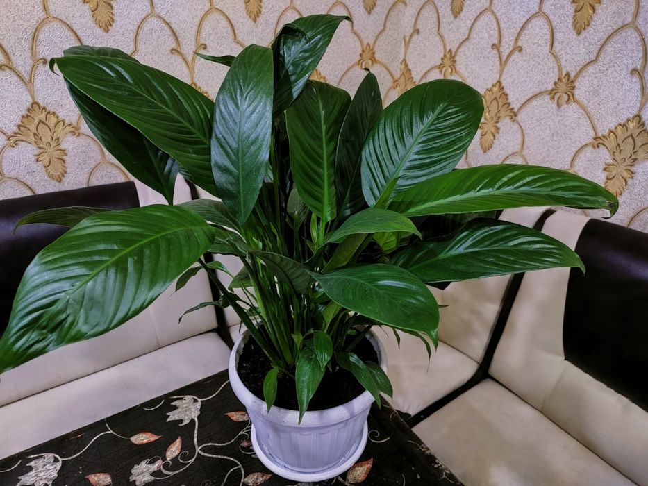 Комнатные растения. Доставка