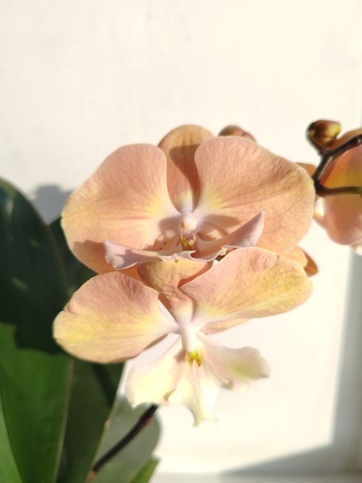 Орхидея фаленопсис