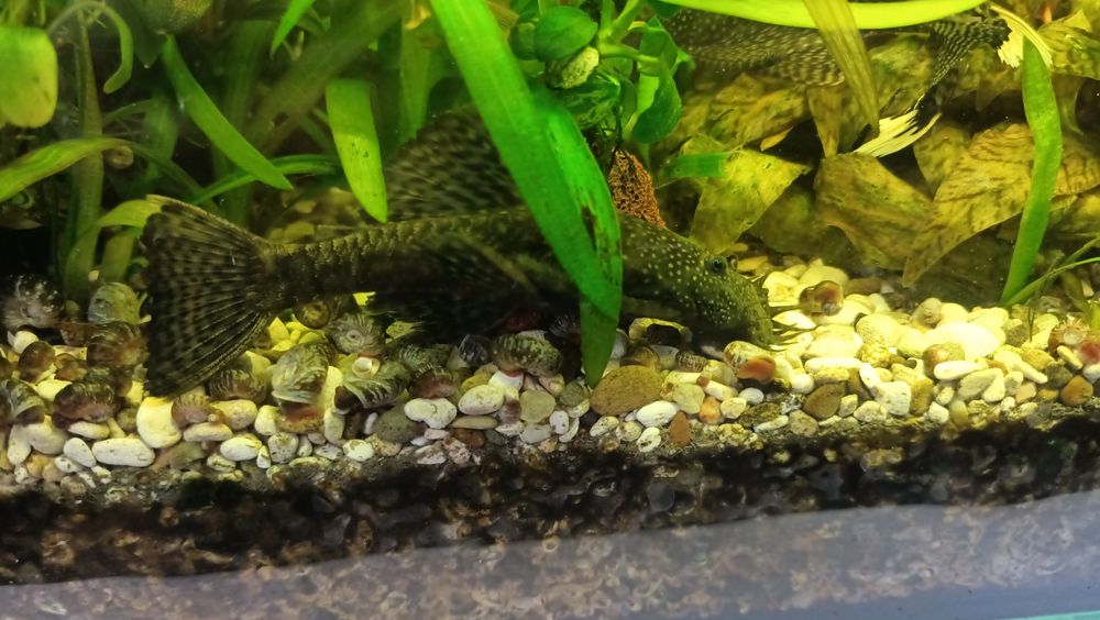 Продам слитка анциструса