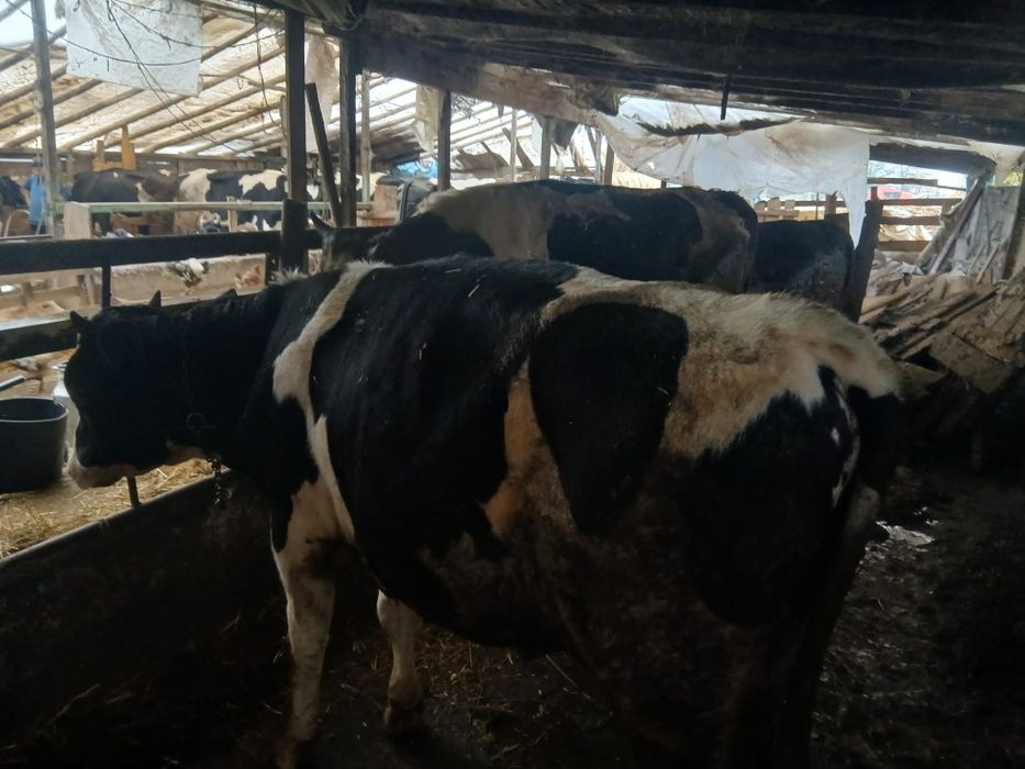 Vând tauri de carne.