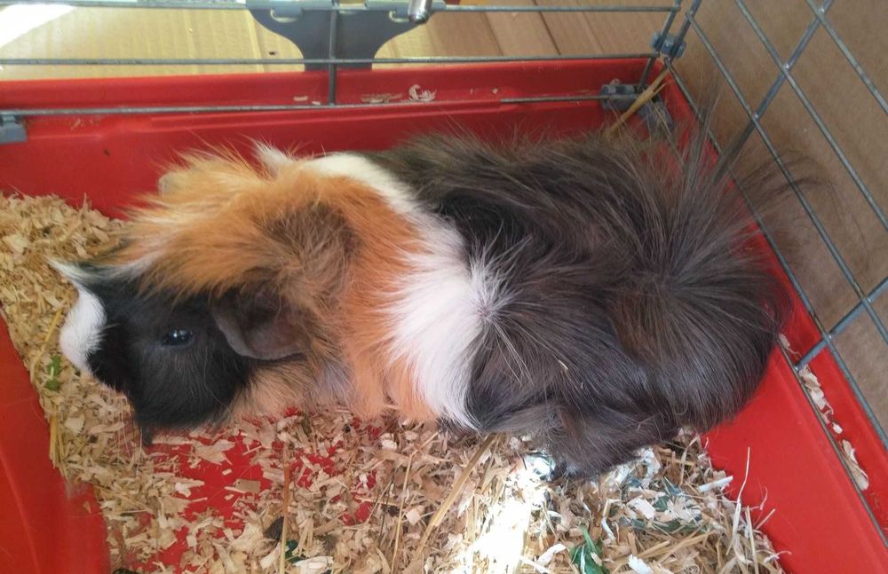 Морско свинче, розетка