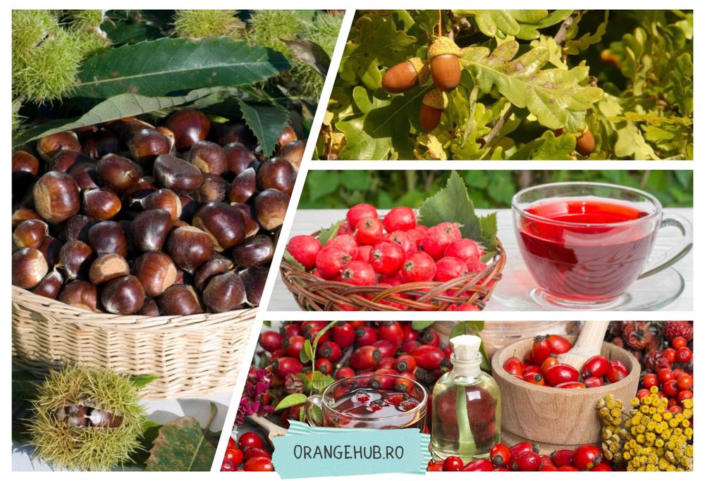 Ghinde de stejar si Gorun Castane fructe de Macese Catina Paducel Alune de padure