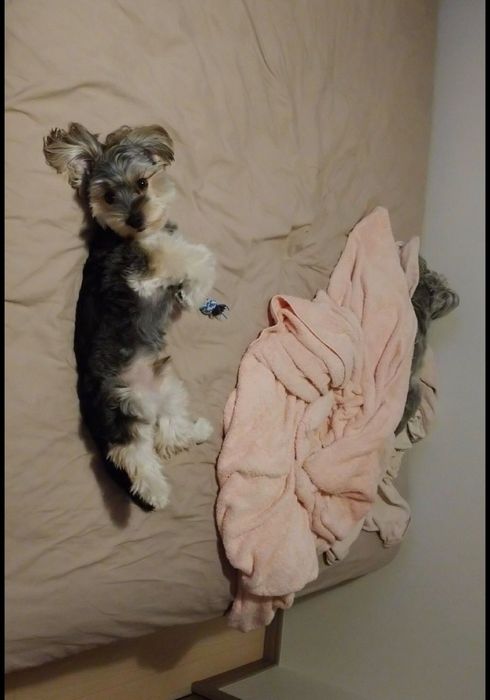 Cazare cu iubire pentru catei - Petsitter