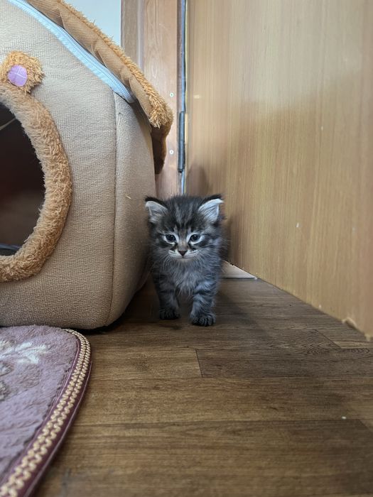 Котенок девочка 1,5 месяца