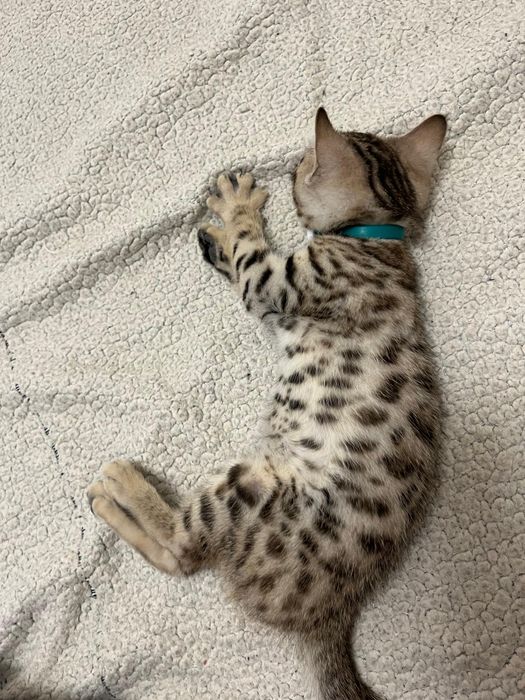 Продам бенгальского котенка