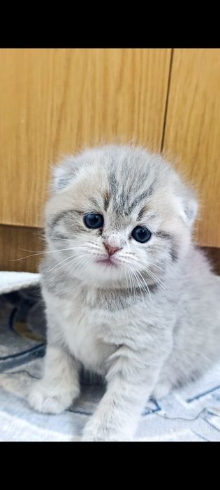 Продаётся котята