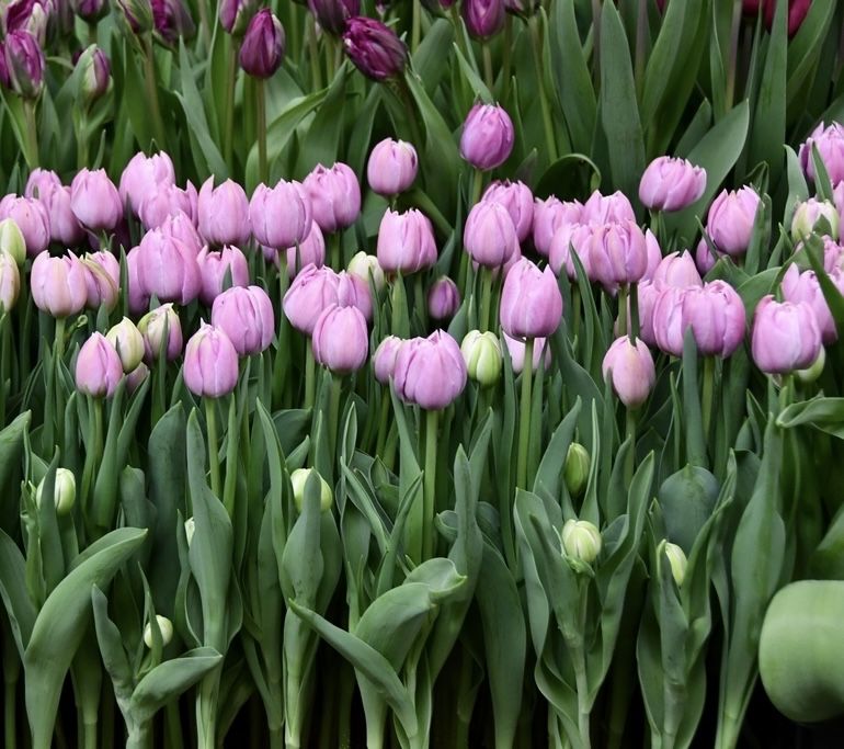 Лола пиези сотилади