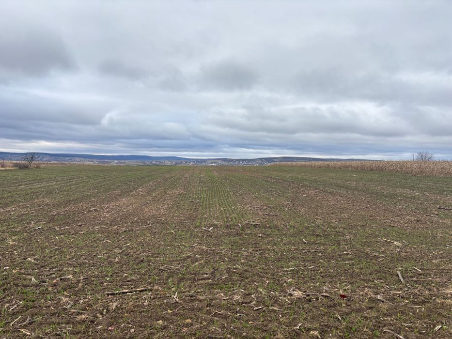 Teren Zaicesti pădure