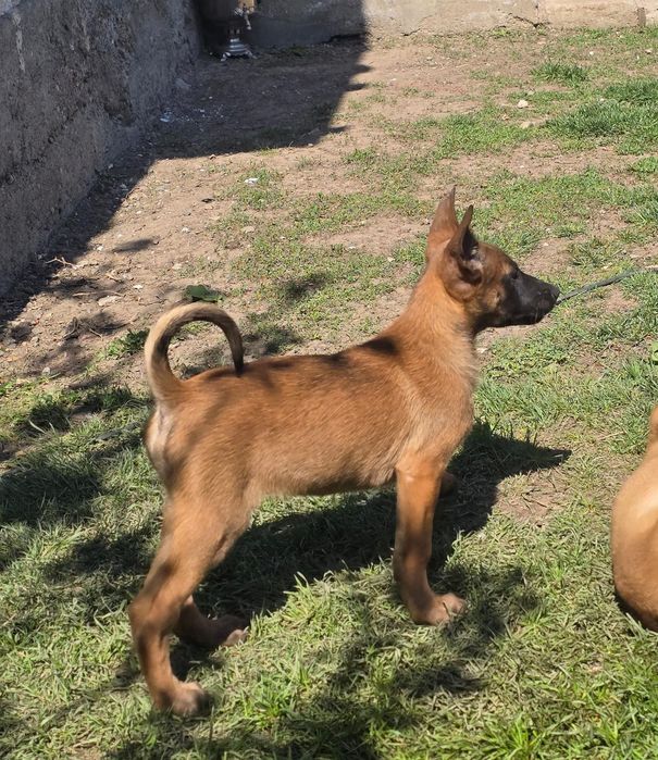 Щенки 2.5 месяц кабельи