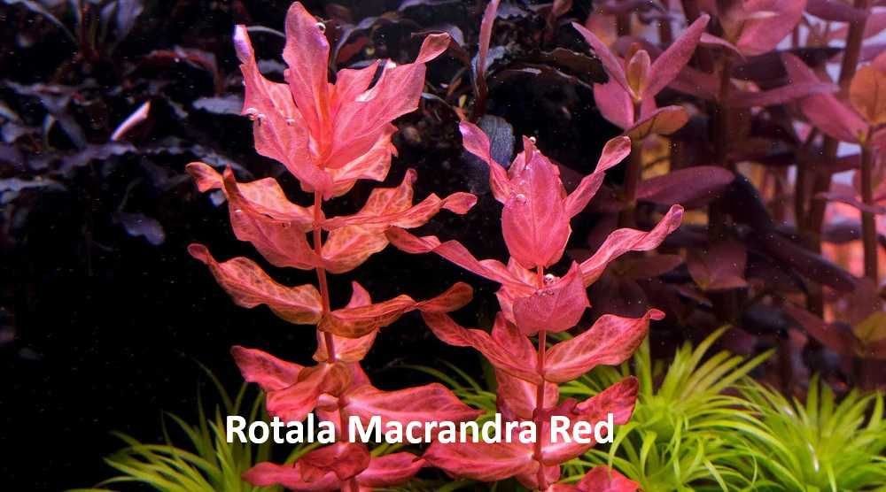 Plante acvariu , Creveți Red Sakura cu livrare oriunde in tara, Acvarist cu experienta