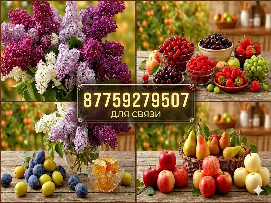 Продам цветы сирени и саженцы сирени, яблони, груши, сливы, малины и
