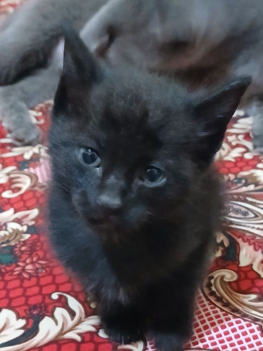 Кара кыз пышык бар