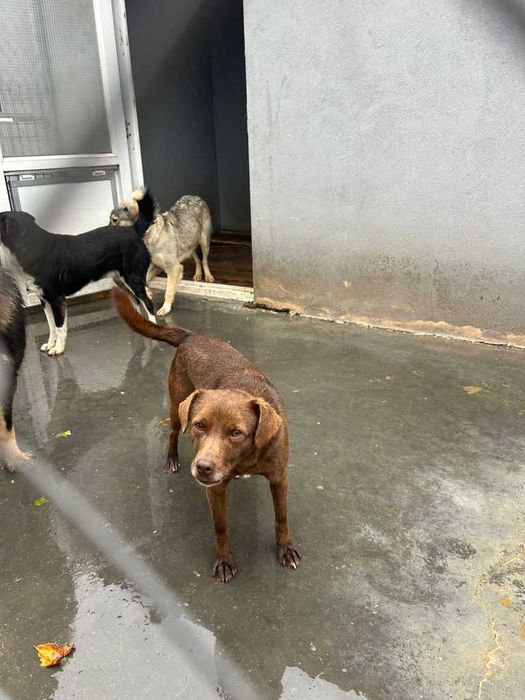 Adopta un caine - un sufletel are nevoie de stapan!