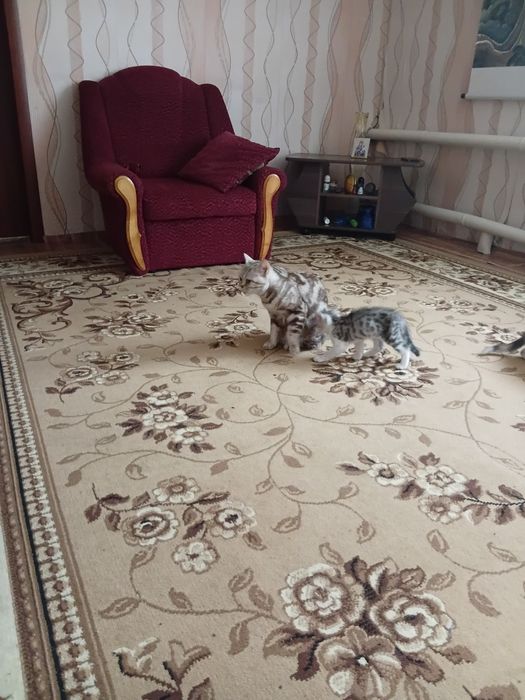 Отдам даром котят