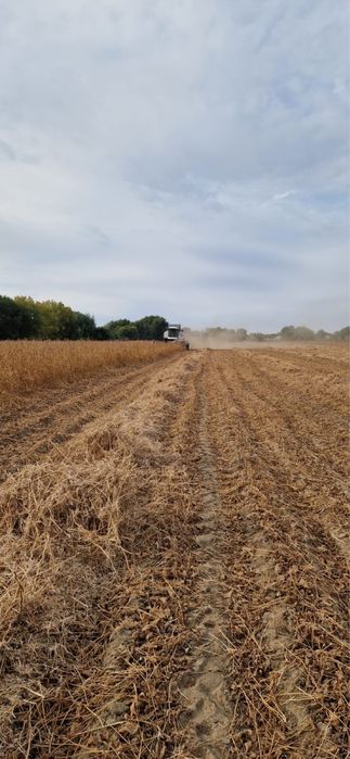 Соя сорт «ЖАНСАЯ»