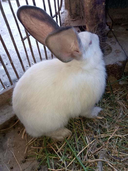 Kaliforniya quyon sotiladi