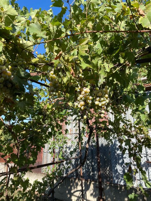 Vând casă in Podari in zonă excelentă