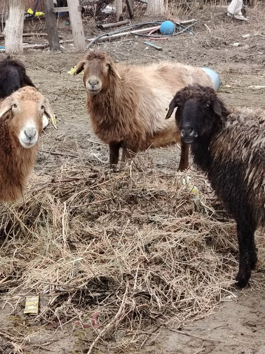 Қой және ешкі сатылады