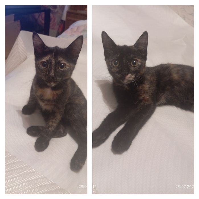 Отдам котят в добрые руки