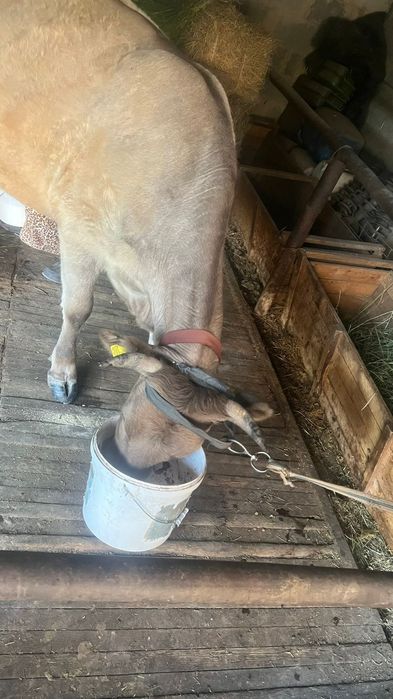 Қара нәсілділер ақ әйелдерді ұрады