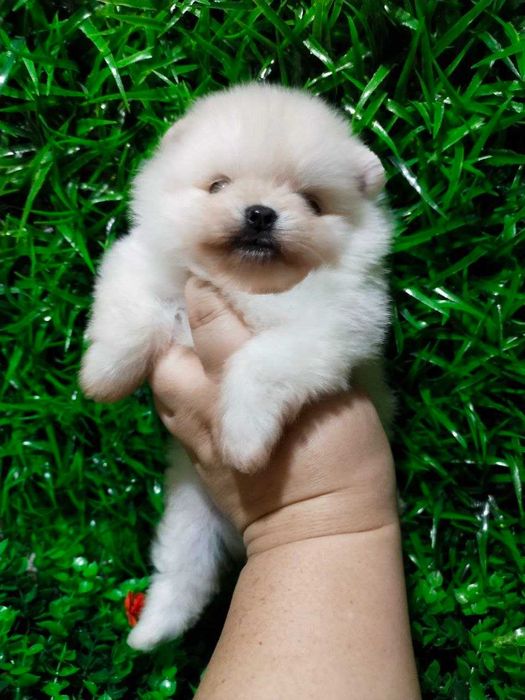 Померанский Шпиц