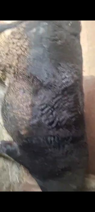 Коровы и быки ет мясо