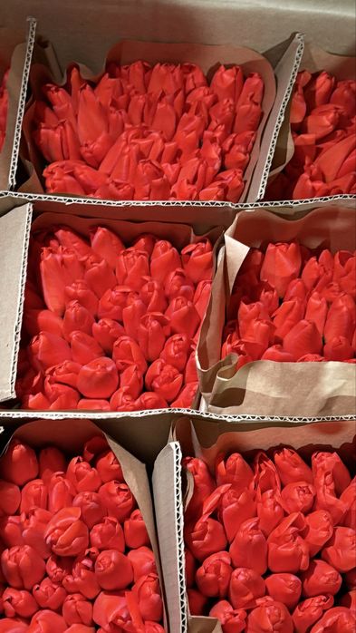 Тюльпаны 600 тг Павлодар