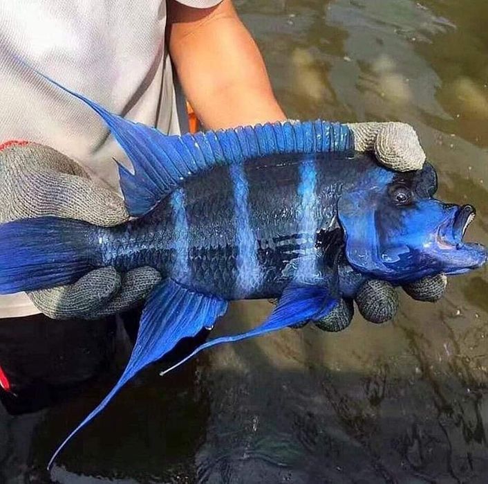 Gibberosa Blue Zair Frantoza Moba f1