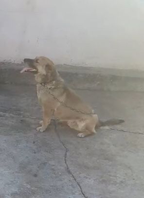 Пропала собака, потерялась собака