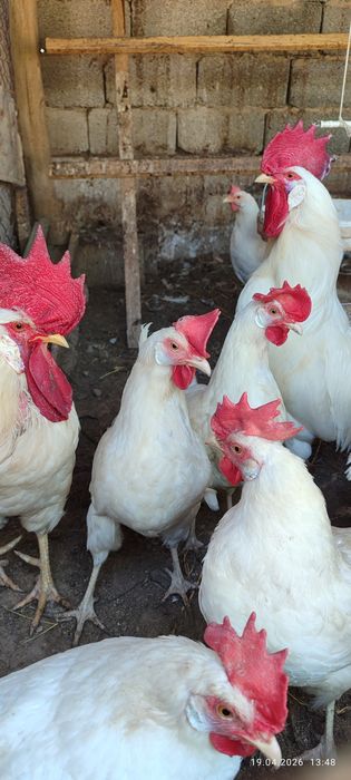 Тауықтар леггорн стандар