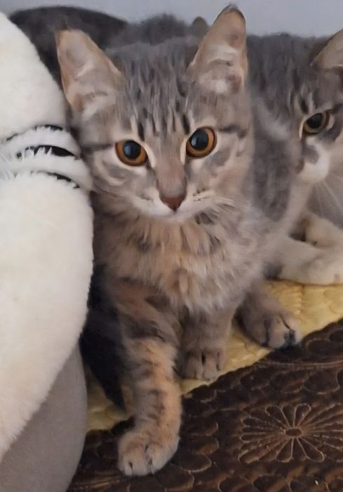 КОТЯТА ждут семью !!!