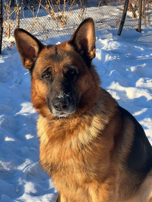 Щенки немецкой овчарки