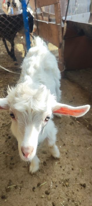 Она бола эчкилар сотилади зотдор