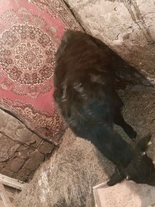 Телка 9месяцев продам