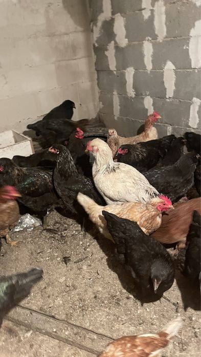 Продам молодые куры домашние