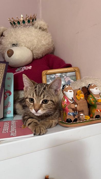 Шотланец мальчик