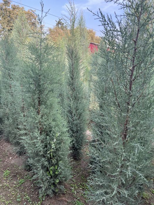 Голубой кипарис