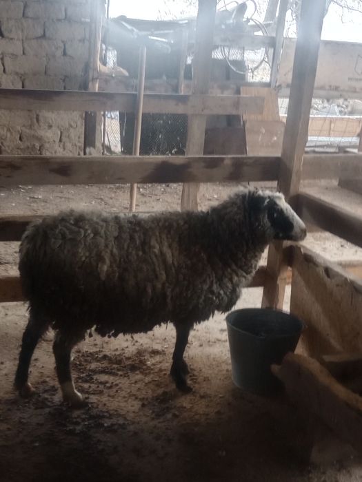 Саулык кои сатылады