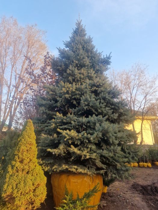 Ель елки сосна саженцы