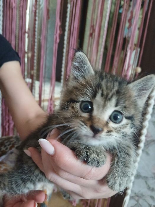 Отдам в хорошие руки