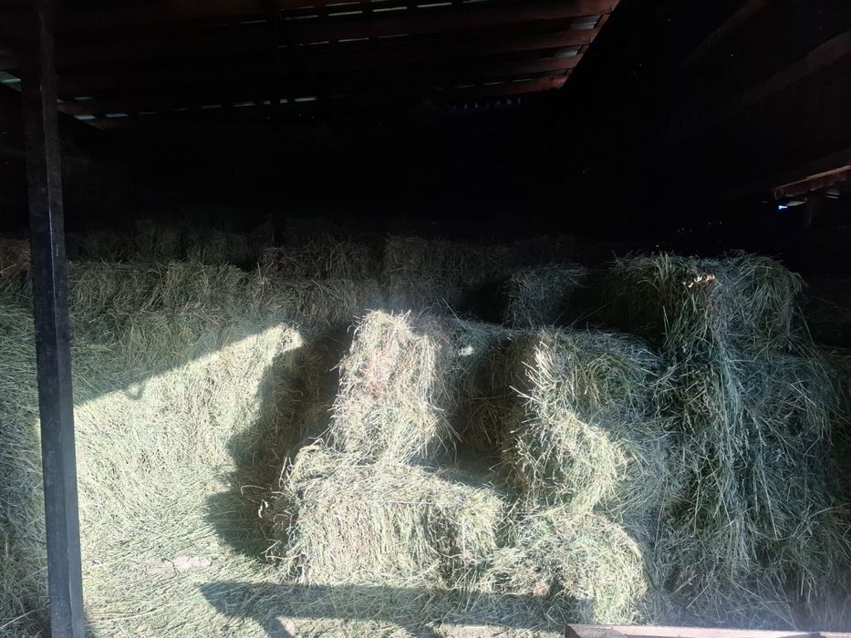 Продам садовое сено
