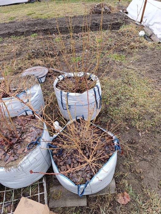 Голубика. Сорта: Элизабет, Чиппева, Бонус.