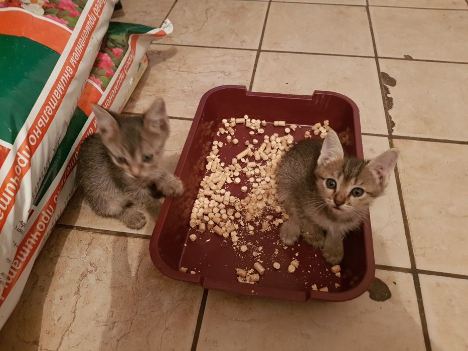 Отдам котят в добрые руки