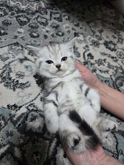 Шотландские котята