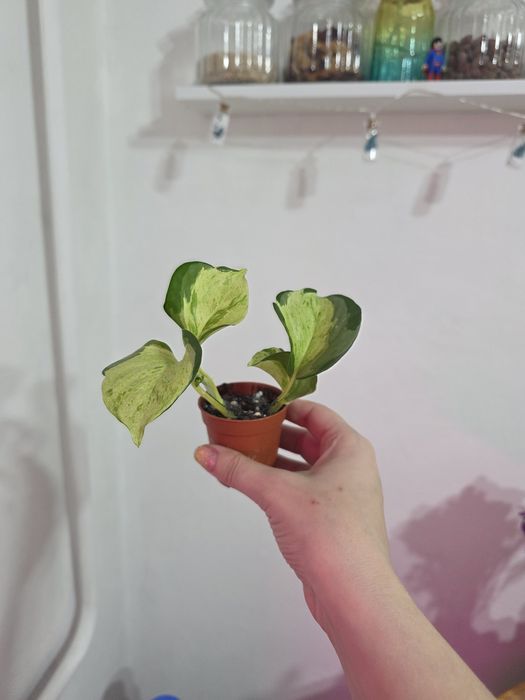 Продам комнатное растение - эпипремнум (сорт Marble Apple)