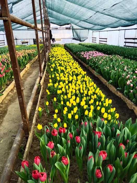 Тюльпан оптом Алматы